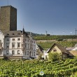Rhine Riesling Vineyards Rhine Riesling Vineyards