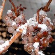 Ice Wine Grapes Ice Wine - Frozen Grapes