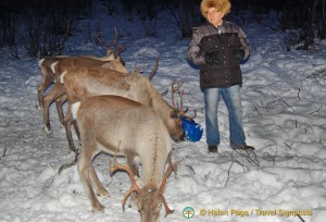 Sami Guide at the Reindeer Park..