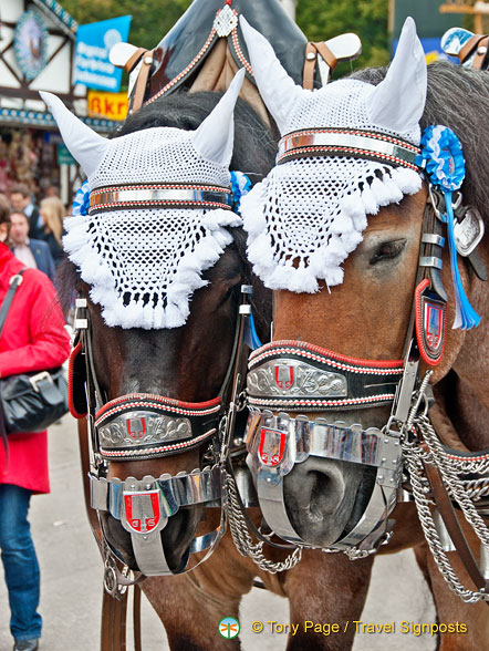 Hofbrau dray horses