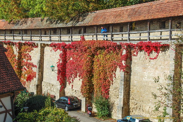 Fall colours on the Rothenburg wall
