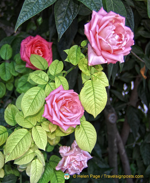 Generalife rose garden