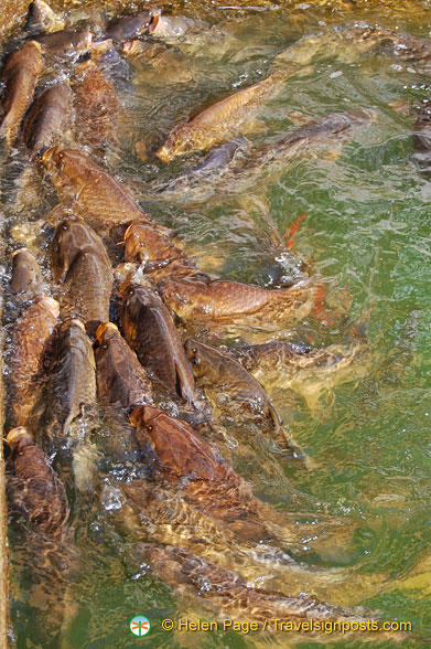 Fish in the Jardín del Estanque