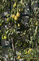 Pear tree in Mondsee