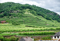 Terraced vineyards of Weissenkirchen