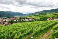 Vineyards of Weissenkirchen