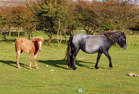 On our las day in Dartmoor, we finally saw these famous Dartmoor ponies, and what a sight