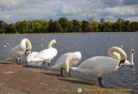 Swans by the Round Pond