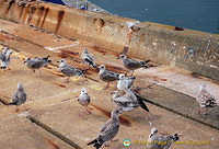 Seagulls on Haldon Pier