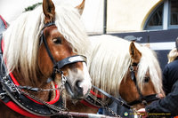 Beautiful horses that pull the yellow stagecoach.