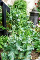 Marksburg - Poppy plants in herb garden