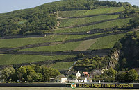 Rhine Valley Vineyards