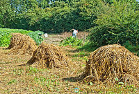 Making hay in the Folk Park