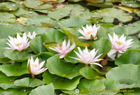 Isola Bella Garden water lilies