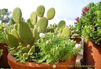 Healthy-looking cactus plants