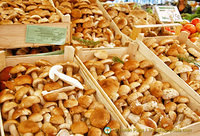 Mushrooms from the Treviso region