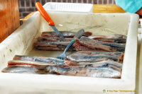 Cured herring, a Dutch favourite