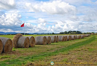 This row of hay looks like a battle line