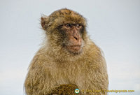 The Barbary ape is very much a part of the tourist attraction in Gibraltar