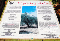 The olive tree is a source of inspiration for many writers