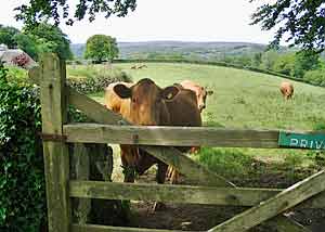 Cows are busy in Devon, lots of clotted cream and other dairy products!
