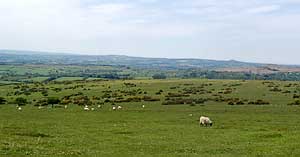 dartmoor field