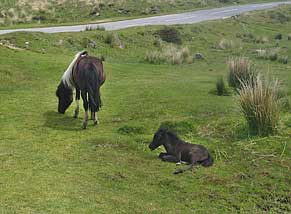 Dartmoor ponies