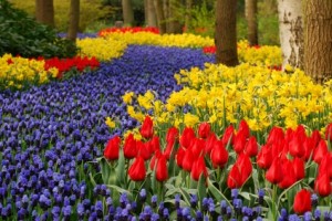iStock_Keukenhof Garden in Spring