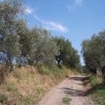 WH RtRome An old Italian olive grove on the Via Francigena