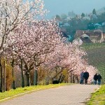 ©GNTB -Neustadt a.d. Weinstraße Tourist