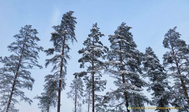 Snowy trees, sentinels in the landscape