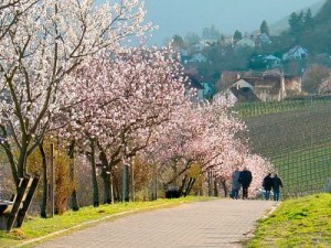 Rheinland-Pfalz-Almond-Blossoms