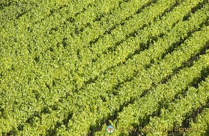 Vineyards