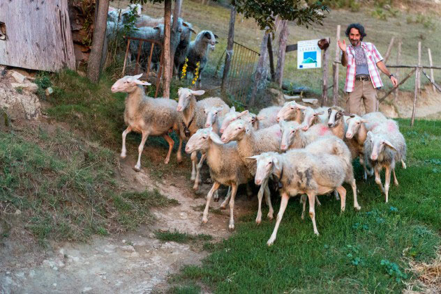 Silvio summons his sheep with a whistle