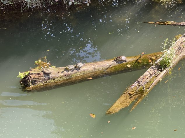 Turtles in the Sile River