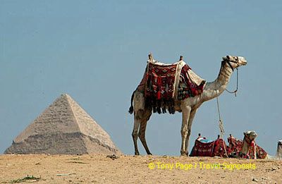 The Lone Camel.

[The Giza Plateau - The Great Pyramids - Egypt]