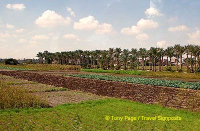 Farmland around Mit Rahina village - Memphis
[Mit Rahina village - Memphis - Egypt]
