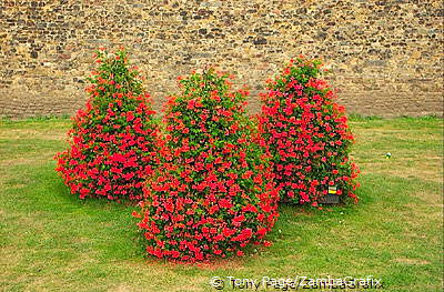Nice shrubs outside castle wall - looks like Daleks
[Cardiff Castle - Cardiff - Wales]