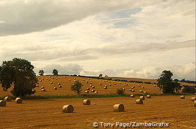 Bales of hay dotting the landscape [Durham - England]