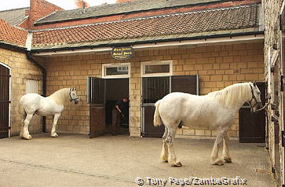 The renowned pair of Shire dray-horses, Tadcaster [Yorkshire - England]