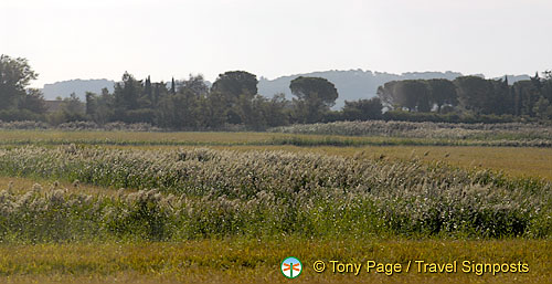 Arles countryside