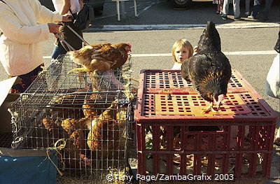 Chooks for sale - Chateaubriant market day