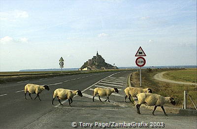 I needed something in the foreground and these sheep obliged [Mont-St-Michel - France]