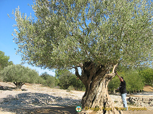 This olive tree is over 500 years old