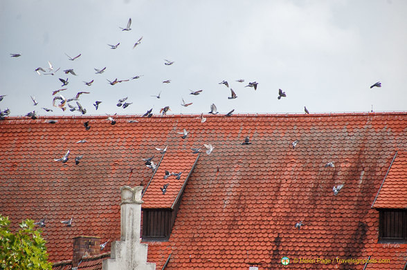 A favourite roof of pigeons