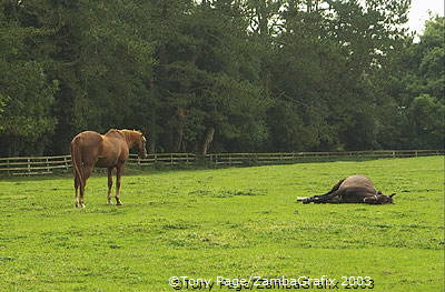 In 1943 it was handed back to the Irish government 