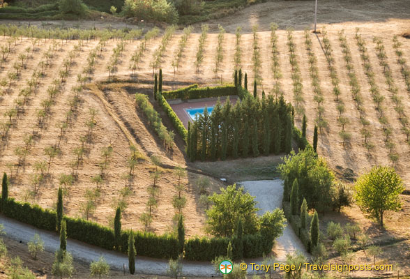 A tree nursery and a private pool