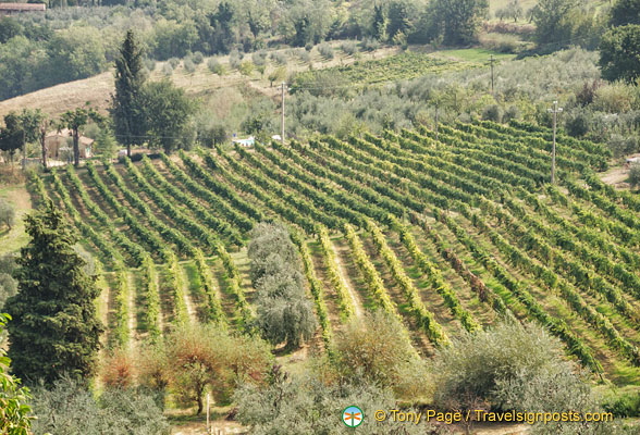 Some San Gimignano vineyards