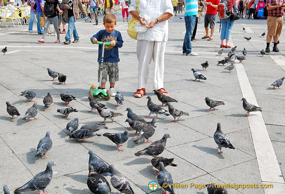 The pigeons are back in St Mark's Square