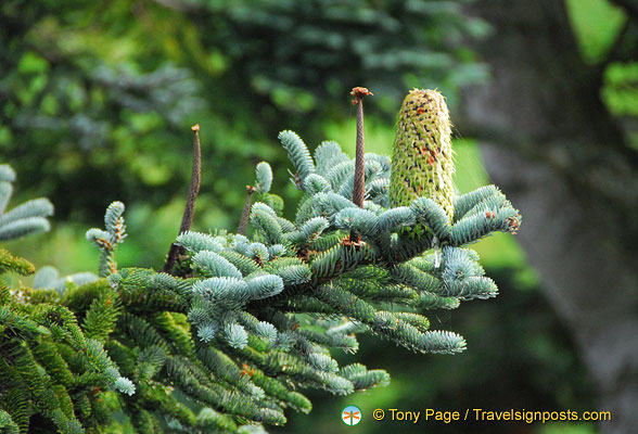 A pretty pine cone